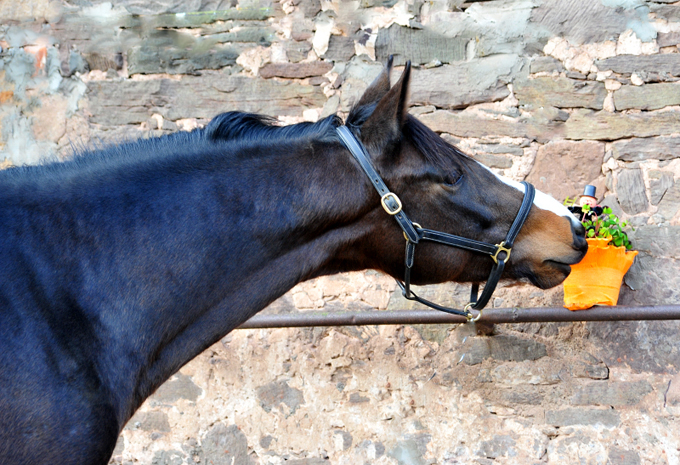 Vencedor v. High Motion am 1. Januar 2020 in Hmelschenburg - Trakehner Gestt Hmelschenburg - Beate Langels