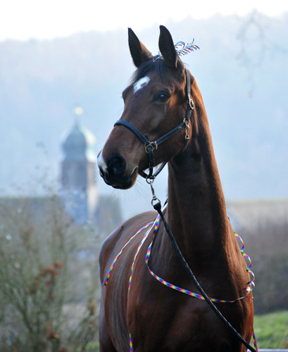 Schwalbenland v. Touch my Heart und Pauline am 1. Januar 2020 in Hmelschenburg - Trakehner Gestt Hmelschenburg - Beate Langels