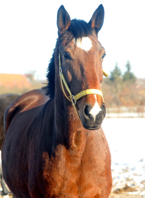Trakehner Stute Dejaniera v. Freudenfest u.d. Didaktik v. Manrico, Z�chter: B. Gutmann, Foto: Beate Langels