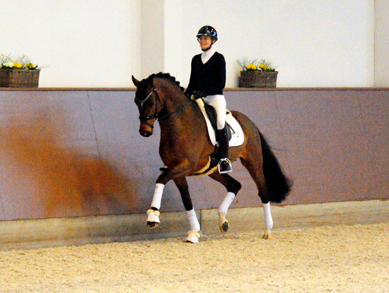 Trakehner Hengst Schplitzer, Zchter und Besitzer: Bernhad Langels, 
Gestt Schplitz Foto Beate Langels