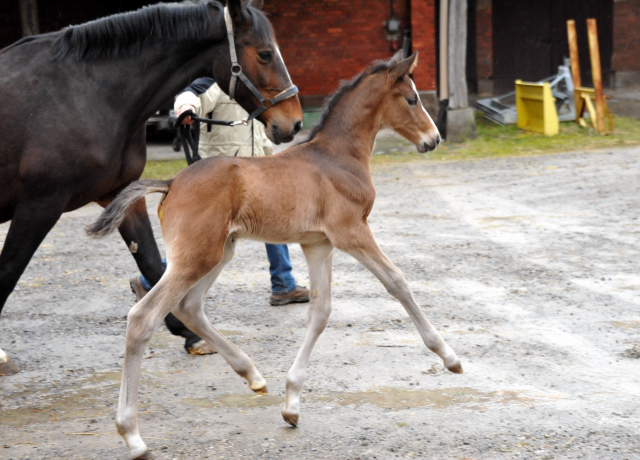 7 Tage alt Hengstfohlen von Saint Cyr u.d. Princess B von Coriander - Foto: Beate Langels Gestt Hmelschenburg
