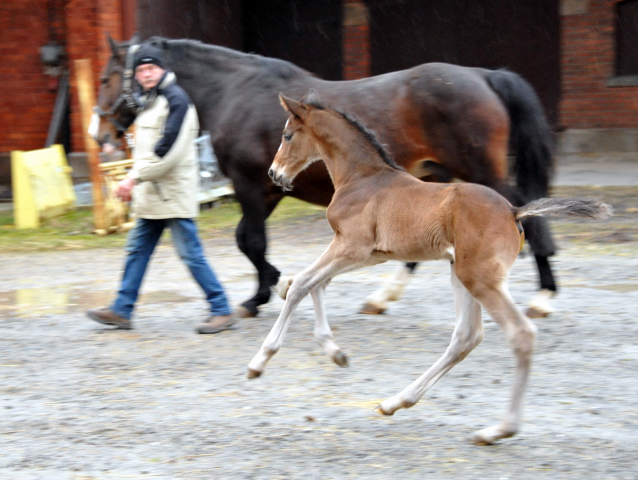 7 Tage alt Hengstfohlen von Saint Cyr u.d. Princess B von Coriander - Foto: Beate Langels Gestt Hmelschenburg