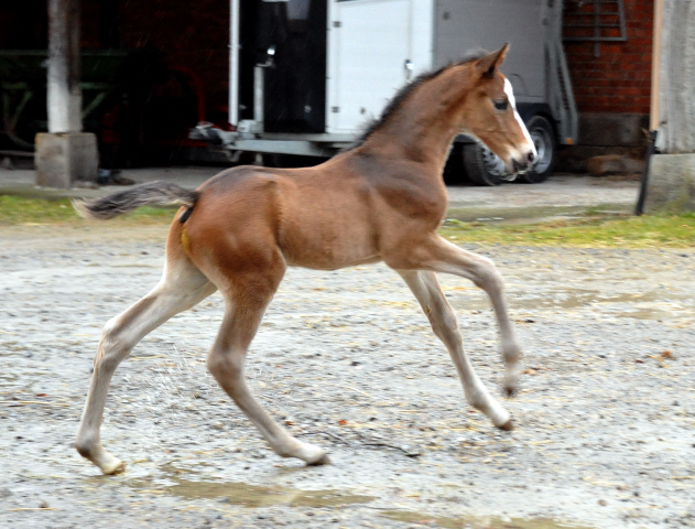 7 Tage alt Hengstfohlen von Saint Cyr u.d. Princess B von Coriander - Foto: Beate Langels Gestt Hmelschenburg