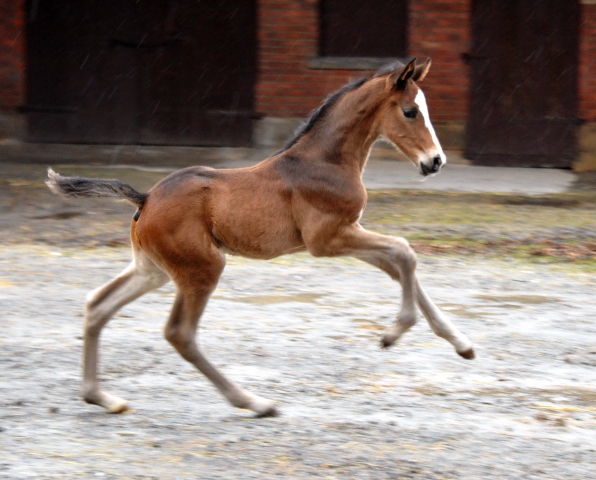 7 Tage alt Hengstfohlen von Saint Cyr u.d. Princess B von Coriander - Foto: Beate Langels Gestt Hmelschenburg