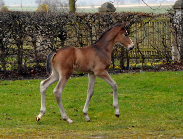 7 Tage alt Hengstfohlen von Saint Cyr u.d. Princess B von Coriander - Foto: Beate Langels Gestt Hmelschenburg