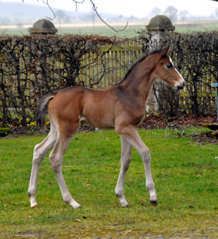7 Tage alt Hengstfohlen von Saint Cyr u.d. Princess B von Coriander - Foto: Beate Langels Gestt Hmelschenburg