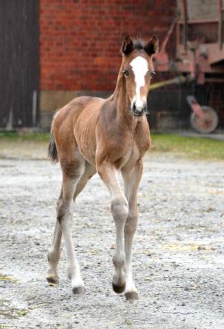 7 Tage alt Hengstfohlen von Saint Cyr u.d. Princess B von Coriander - Foto: Beate Langels Gestt Hmelschenburg
