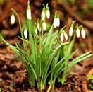  - Foto: Beate Langels - Trakehner Gestt Hmelschenburg