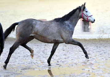 Trakehner Stute von Exclusiv u.d. Teatime v. Summertime - Foto: Beate Langels - Trakehner Gestt Hmelschenburg