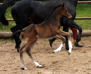 Trakehner Gestt Hmelschenburg - Foto: Beate Langels