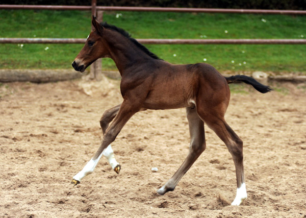 3 Tage alt: Hengstfohlen von Exclusiv u.d. Elitestute Vicenza v. Showmaster - Trakehner Gestt Hmelschenburg - Foto: Beate Langels