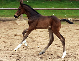 Trakehner Colt by Exclusiv out of Elitemare Vicenza by Showmaster - Trakehner Gest�t H�melschenburg - Foto: Beate Langels