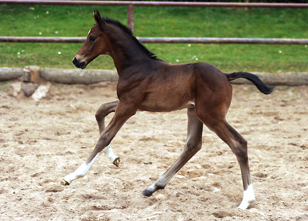 3 Tage alt: Hengstfohlen von Exclusiv u.d. Elitestute Vicenza v. Showmaster - Trakehner Gestt Hmelschenburg - Foto: Beate Langels