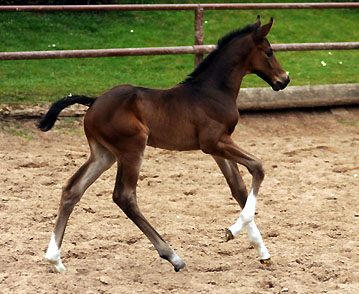 3 Tage alt: Hengstfohlen von Exclusiv u.d. Elitestute Vicenza v. Showmaster - Trakehner Gestt Hmelschenburg - Foto: Beate Langels