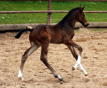 3 Tage alt: Hengstfohlen von Exclusiv u.d. Elitestute Vicenza v. Showmaster - Trakehner Gestt Hmelschenburg - Foto: Beate Langels