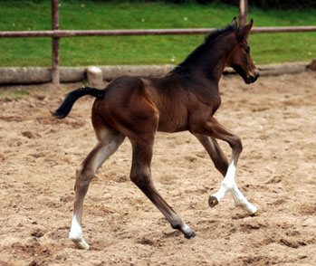 3 Tage alt: Hengstfohlen von Exclusiv u.d. Elitestute Vicenza v. Showmaster - Trakehner Gestt Hmelschenburg - Foto: Beate Langels