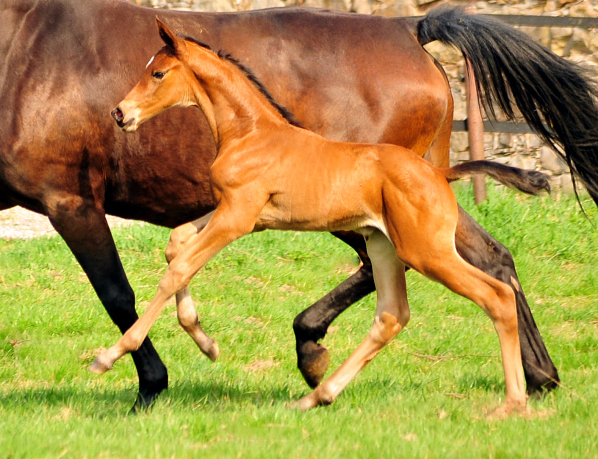 Stutfohlen von High Motion u.d. Schwalbenlicht v. Imperio - Trakehner Gestt Hmelschenburg - Beate Langels