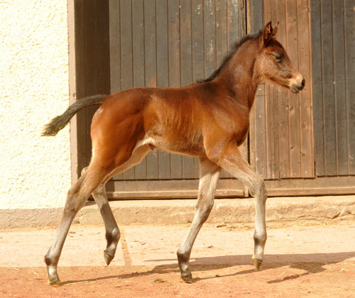 Trakehner Stutfohlen von Exclusiv u.d. Vicenza v. Showmaster - Foto: Beate Langels, Trakehner Gestt Hmelschenburg