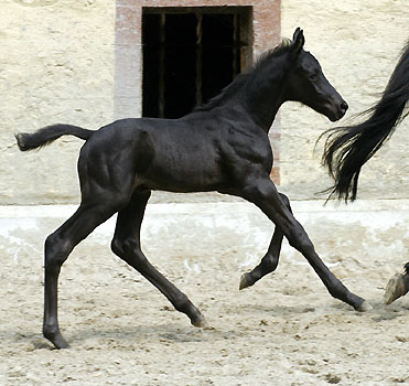 Hengstfohlen von Showmaster - Windwurf xx  - Tarim xx