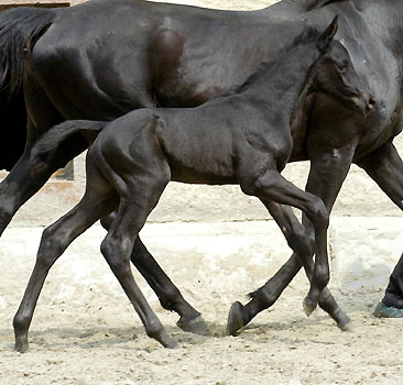 Hengstfohlen von Showmaster - Windwurf xx  - Tarim xx