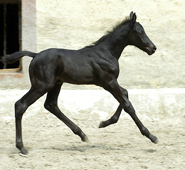 Hengstfohlen von Showmaster - Windwurf xx  - Tarim xx