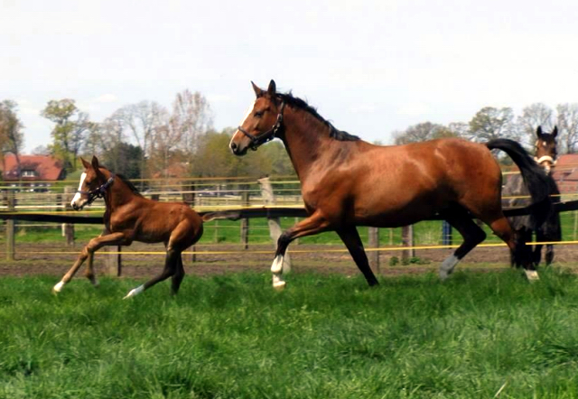 Hengstfohlen von High Motion x Singolo - Freudenfest - Foto: Corinna Gerling