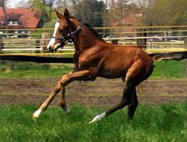 Hengstfohlen von High Motion u.d. Pr.St. Klassic Blue v. Singolo, Foto: 
Corinna Gerling - 
Gestüt Hämelschenburg