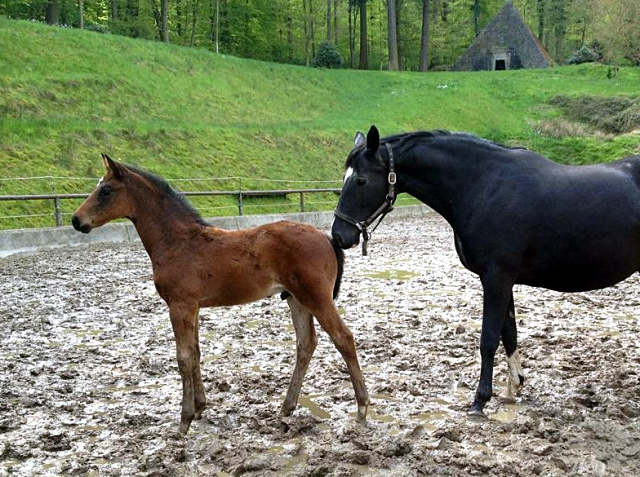 Hengstfohlen von Oliver Twist und Thirica v. Enrico Caruso - Gestt Hmelschenburg am 1. Mai 2016