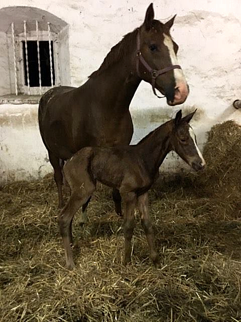 Klassic und ihre grade geborene Tochter Klassic Motion v. High Motion - Foto: Beate Langels -  
Trakehner Gestt Hmelschenburg