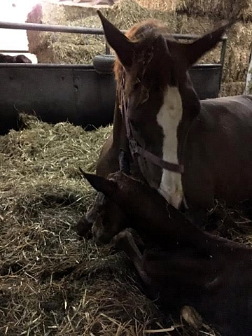 Klassic und ihre grade geborene Tochter Klassic Motion v. High Motion - Foto: Beate Langels -  
Trakehner Gestt Hmelschenburg