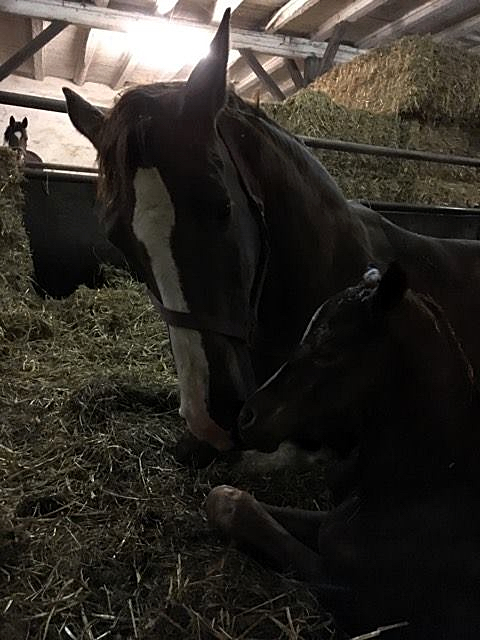 Klassic und ihre grade geborene Tochter Klassic Motion v. High Motion - Foto: Beate Langels -  
Trakehner Gestt Hmelschenburg