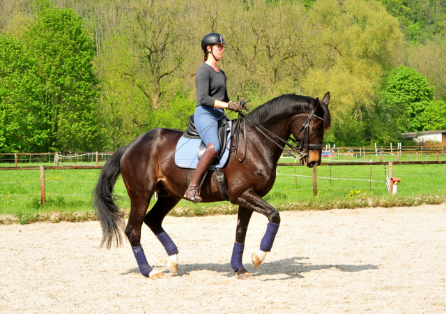 Seal von Gribaldi u.d. Elitestute Schwalbenspiel v. Exclusiv - Foto: Beate Langels - 
Trakehner Gestt Hmelschenburg