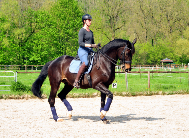 Seal von Gribaldi u.d. Elitestute Schwalbenspiel v. Exclusiv - Foto: Beate Langels - 
Trakehner Gestt Hmelschenburg