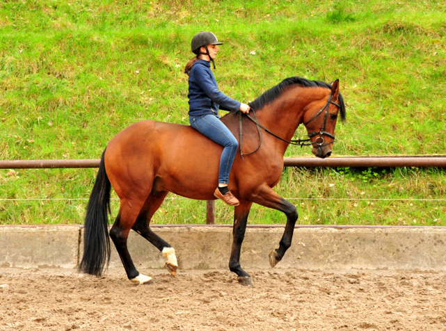 HLP-Sieger High Motion  und Pia - Trakehner Gestt Hmelschenburg - Foto: Beate Langels