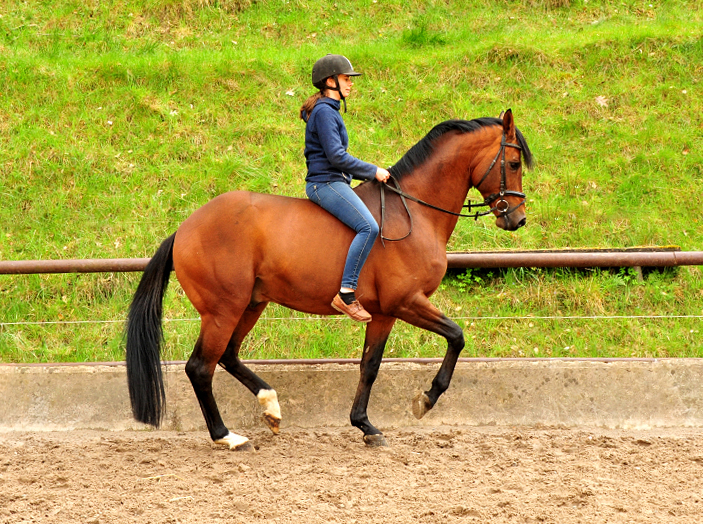 HLP-Sieger High Motion  und Pia - Trakehner Gestt Hmelschenburg - Foto: Beate Langels