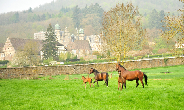 - 1. Mai 2021 - Foto: Beate Langels -
Trakehner Gestüt Hämelschenburg