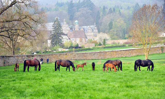 - 1. Mai 2021 - Foto: Beate Langels -
Trakehner Gestüt Hämelschenburg