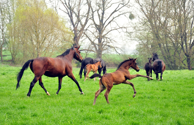 - 1. Mai 2021 - Foto: Beate Langels -
Trakehner Gestüt Hämelschenburg