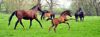 Impressionen vom Mai 2021 - Trakehner Gestt Hmelschenburg  - Foto: Beate Langels