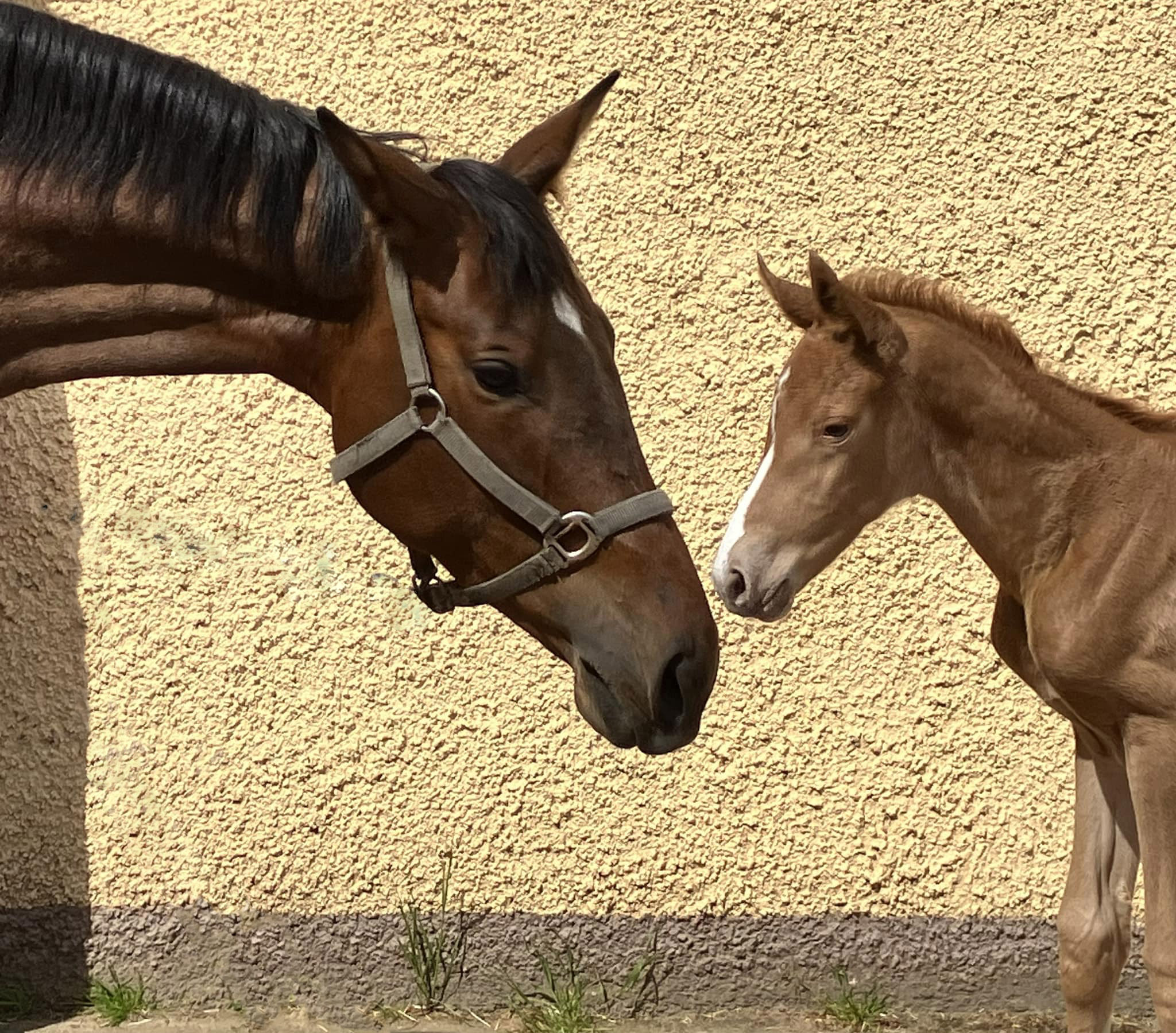 Stutfohlen von Zauberdeyk u.d. Prmien- u. Staatsprmienstute Kavalou v. Shavalou - 
Trakehner Gestt Hmelschenburg - Foto: Langels