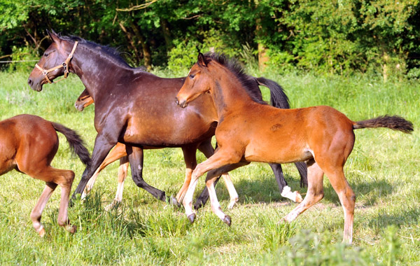 Trakehner Stutfohlen von Saint Cyr u.d. Prmien- und Staatsprmienstute Karena v. Freudenfest - Foto: Beate Langels, Trakehner Gestt Hmelschenburg