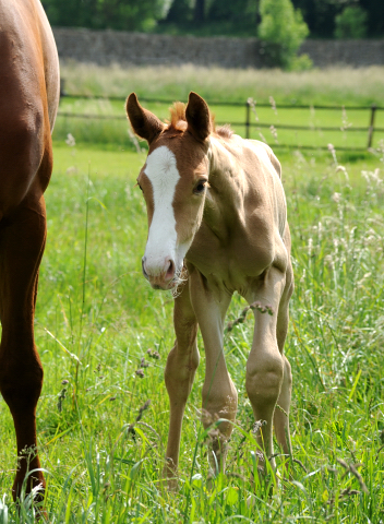 Klara Bellissima von Zauberdeyk u.d. Pr.u.StPrSt. Klassic Motion - Foto: Beate Langels - Trakehner Gestt Hmelschenburg
