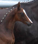 Stutfohlen von Saint Cyr x Latimer, Foto: Alexandra Becker