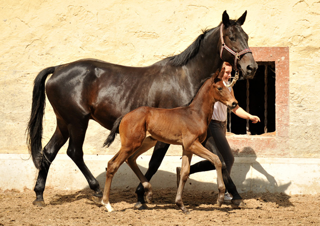 Stutfohlen von Exclusiv u.d. Vicenza v. Showmaster - Trakehner Gestt Hmelschenburg