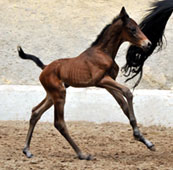 Hengstfohlen v. Shavalou u.d. Pr.St. Kalmar v. Exclusiv, Züchter: Trakehner Gestüt Hämelschenburg