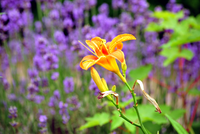 1. Juli 2016 - Trakehner Gestt Hmelschenburg - Beate Langels