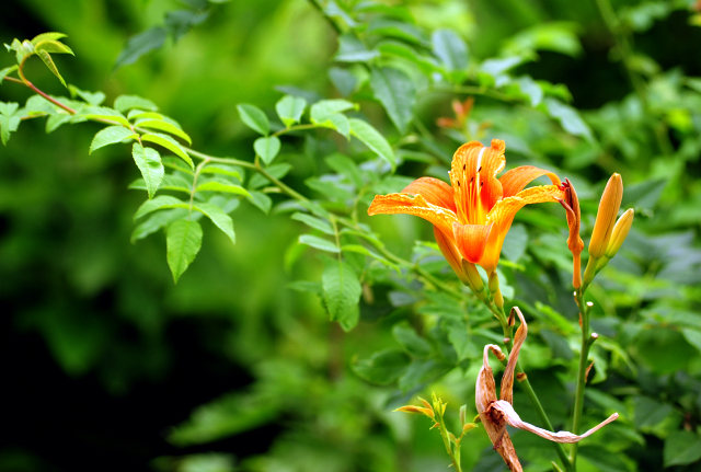 1. Juli 2016 - Trakehner Gestt Hmelschenburg - Beate Langels