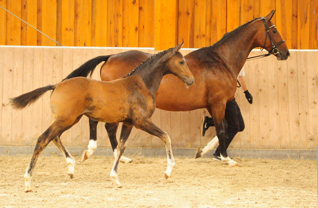 Stutfohlen von High Motion u.d. Val de Vienne v. Exclusiv - Foto Beate Langels