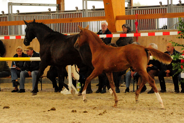 Stutfohlen von High Motion u.d. Pr.u.StPrSt. Schwalbenmagie v. Exclusiv - Foto Beate Langels - Gestt Schplitz