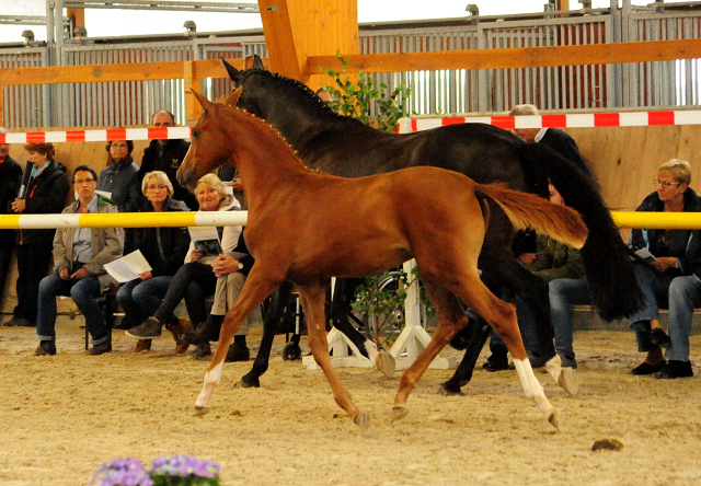 Stutfohlen von High Motion u.d. Pr.u.StPrSt. Schwalbenmagie v. Exclusiv - Foto Beate Langels - Gestt Schplitz